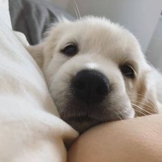 a close up of a dog laying on a person's arm with it's head resting on the pillow