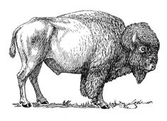 an ink drawing of a bison standing in the grass