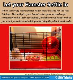 a poster with an image of a hamster in its cage and the text let your hamster sette in