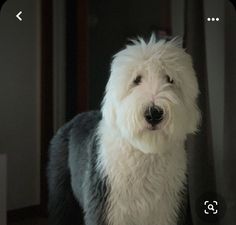 a shaggy white dog standing in front of a mirror