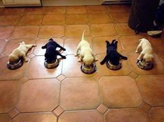 four puppies are playing with their food bowls