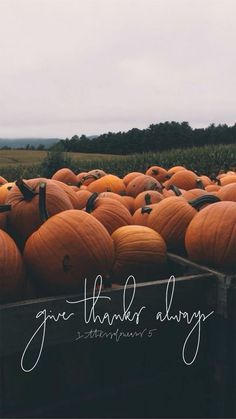 a truck filled with lots of orange pumpkins