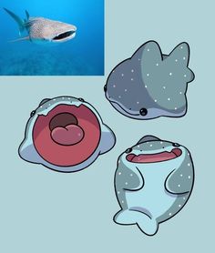 three different types of sea animals in the ocean