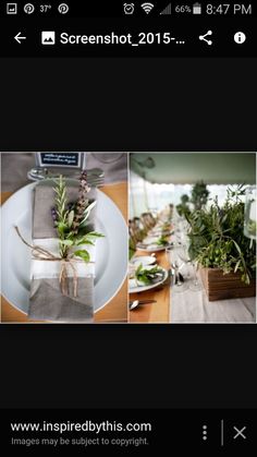 the screen shot is taken from an instagramr, and shows several different plants in vases