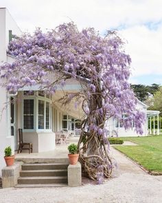 a tree with purple flowers in front of a white house and steps leading up to it