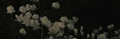 some white flowers in the dark on a black background