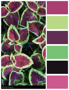 some purple and green plants with different colors