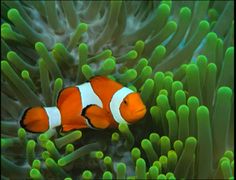 an orange and white clownfish hiding in some green sea anemone with its eyes closed