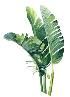 Tropical Leaves Illustration, Banana Leaf Art, Jungle Mural, Leaf Watercolor, Leaves Illustration, Leaf Illustration, Abstract Flower Art, Watercolor Plants, Art Tropical