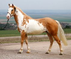 a brown and white horse standing on top of a dirt road