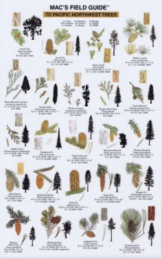 a poster with many different types of trees and plants on it, including pine cones