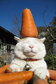 a white cat with a bell around his neck and a carrot on its head sitting in the middle of carrots