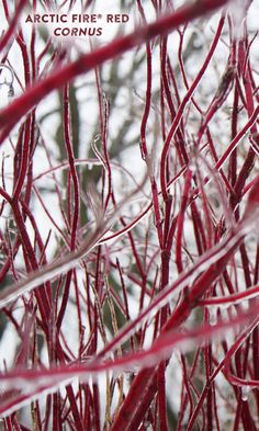 some red branches with snow in the background