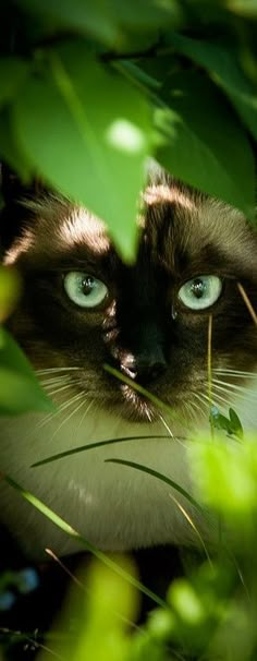 a black and white cat with blue eyes peeking out from behind some green leaves