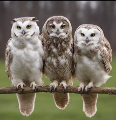 three owls sitting on top of a tree branch with one looking at the camera while the other is staring