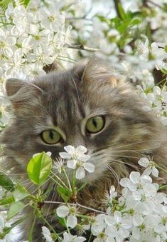 a cat is sitting in the middle of some white flowers and looking at the camera