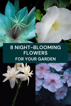 flowers with the words 8 night blooming flowers for your garden on top of them