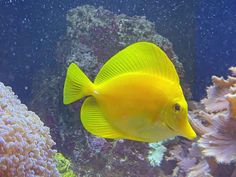 a yellow fish swimming in the water near some corals and sea anemones