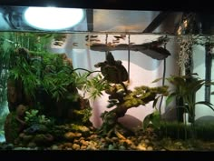 an aquarium with plants and rocks in it