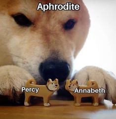 a dog is looking at two toy dogs on the floor with words above it that read, aphrodite percy anabeth