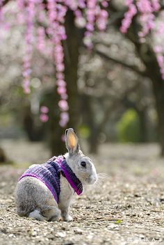 a small rabbit wearing a sweater sitting in the middle of a dirt road next to trees with pink flowers