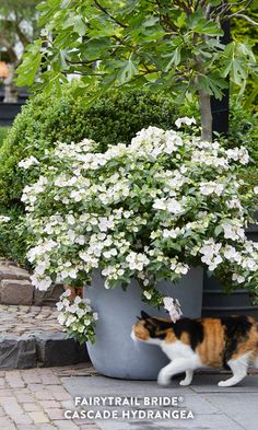 a calico cat walking past a potted plant with white flowers on it's side