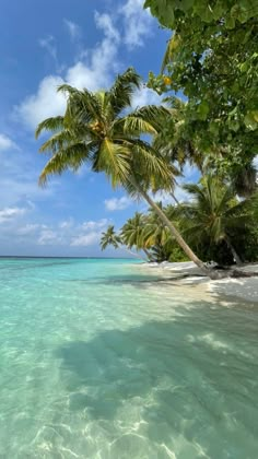 the water is crystal clear and there are palm trees on the beach in front of it