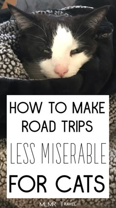 Cat Road Trip, Traveling With A Cat Road Trips, Road Trip With Cat, Leaving Cats While On Vacation, Road Trip With Cats Tips, How To Travel With A Cat, Travel With Cat