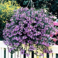 purple and yellow flowers are growing on the side of a white picket fence in front of some trees