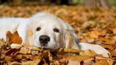 a dog laying on top of leaves in the middle of a field with text that reads puppy care & training