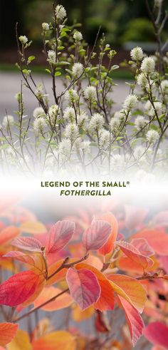 two different pictures of flowers and plants with the words legend of the small's fothergulia