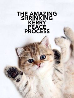 a small kitten with its paws up in the air and text that reads, the amazing shrinking kerry peace process