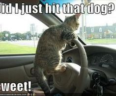 a cat sitting on the steering wheel of a car and captioned to someone who is driving