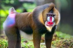 a monkey standing on the ground with its mouth open and tongue out, looking at the camera