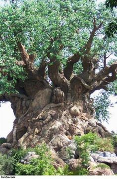 an old tree that has been carved into the side of a rock face with trees growing out of it