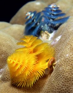 a close up of a yellow and blue sea anemone