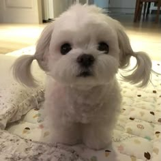 a small white dog sitting on top of a bed