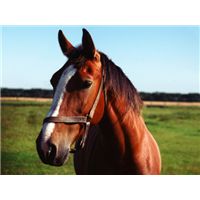 a brown horse standing on top of a lush green field