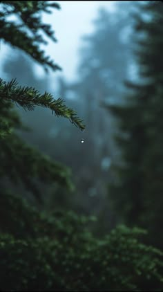 a pine tree branch in the foreground with fog and trees in the background