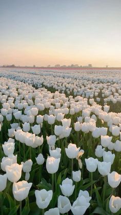 a field full of white tulips at sunset