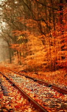 a train track with leaves on it and trees in the background