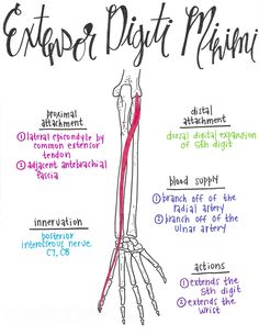 a diagram of the upper limb and lower limb with labels on each arm, labeled in red