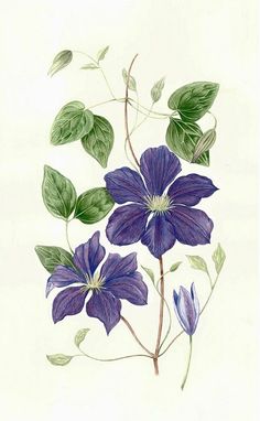 an illustration of purple flowers with green leaves