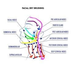 Organic Olivia, Facial Puffiness, Parasympathetic Nervous System, Lymph Nodes