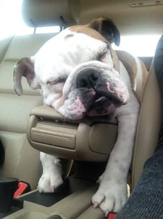 a dog sitting in the back seat of a car