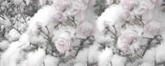 snow covered branches with pink flowers on them