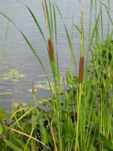 tall grass next to the water with lily pads