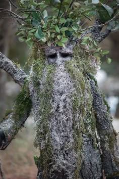 an odd looking tree with moss growing on it's head and branches around its eyes