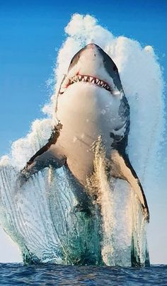 Random Radness | Shark, Great white shark, White sharks