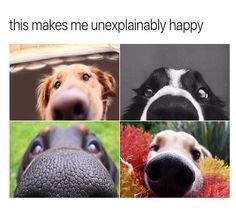 four different pictures of dogs and their faces